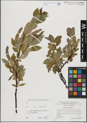 Foto von Salix hastata L.